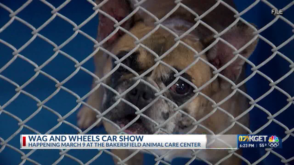 Wag and Wheels Car Show coming to Bakersfield Animal Care Center in March - KGET 17