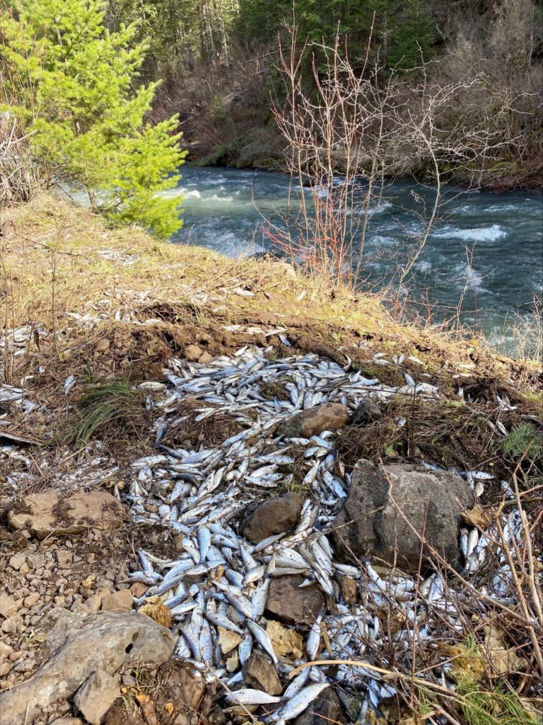 100,000 live salmon spill out of overturned truck in Oregon — and most end up swimming away in creek - NBC News