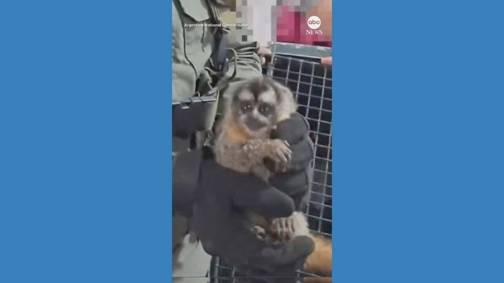 Video 5 monkeys found hidden under passenger seat of truck driven by alleged smugglers - ABC News