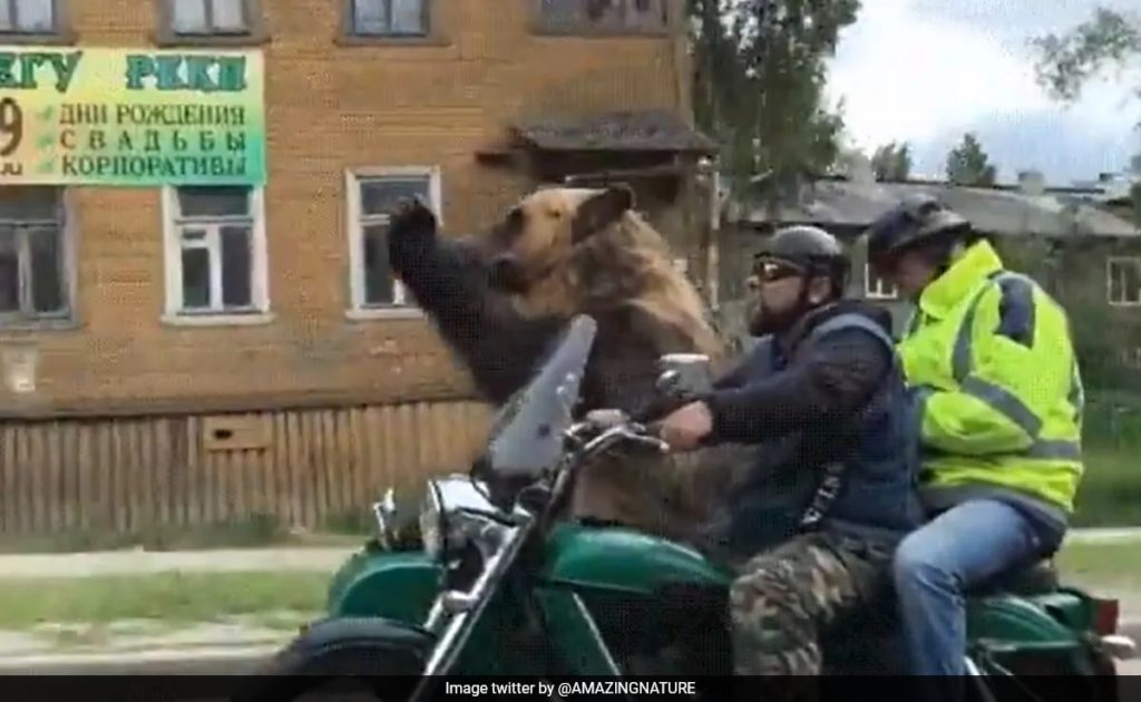 Bear Rides Motorcycle Sidecar, Waves To Onlookers In Russia, Old Video Goes Viral Again - NDTV