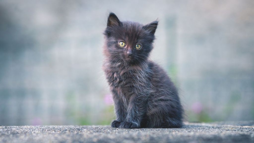 Truck Driver & Police Rescue Kitten From Highway in Florida - Yahoo! Voices