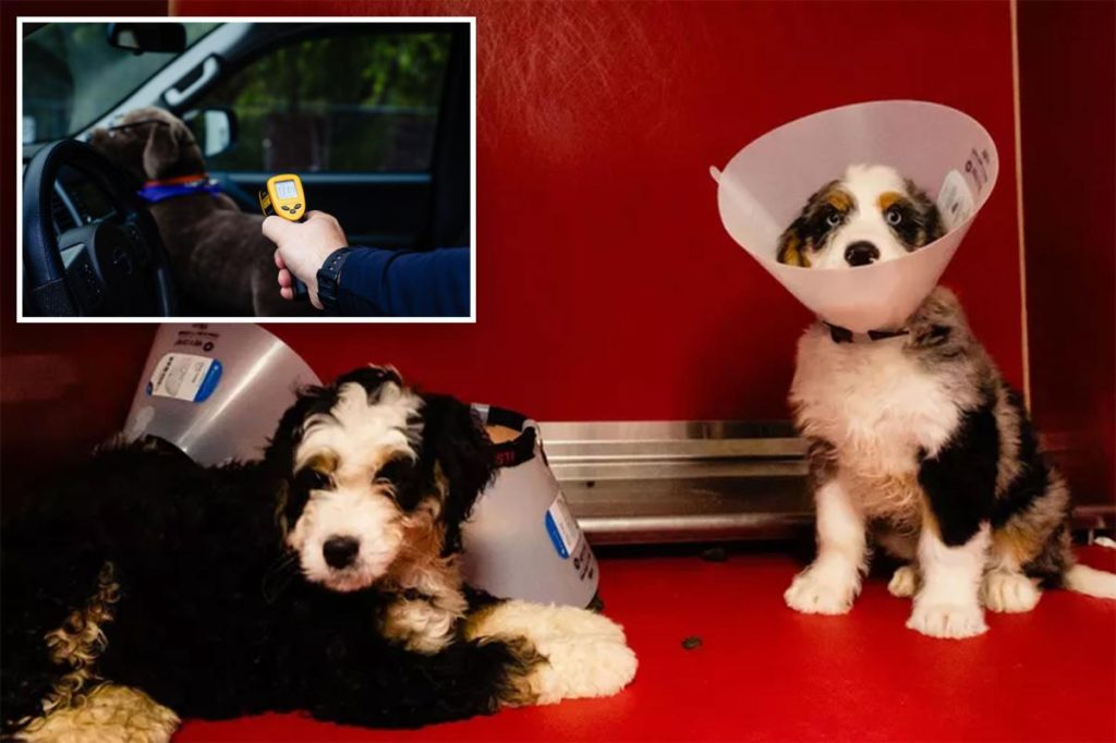 Bernedoodle puppy killed, 3 rescued from hot car while owner dines at Disney Springs: 'Heartbreaking and infuriating' - New York Post