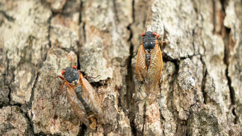 The cicada invasion could damage your car. Here's how and what drivers should know - NBC Chicago