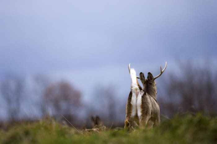 Prosecutors: Michigan men killed 6 deer from window of truck, inhumanely killing porcupine - WDIV ClickOnDetroit