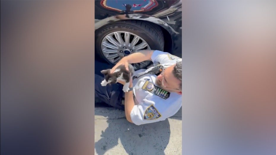 SEE IT: Veteran NYPD officer rescues kitten caught under car - Fox News