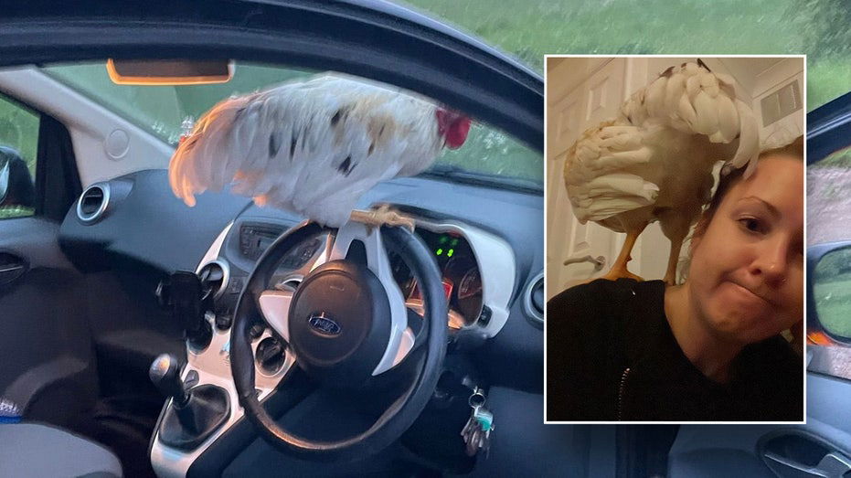 'Lovely little bird' flies right into woman's car as she's driving on a country lane - Fox News