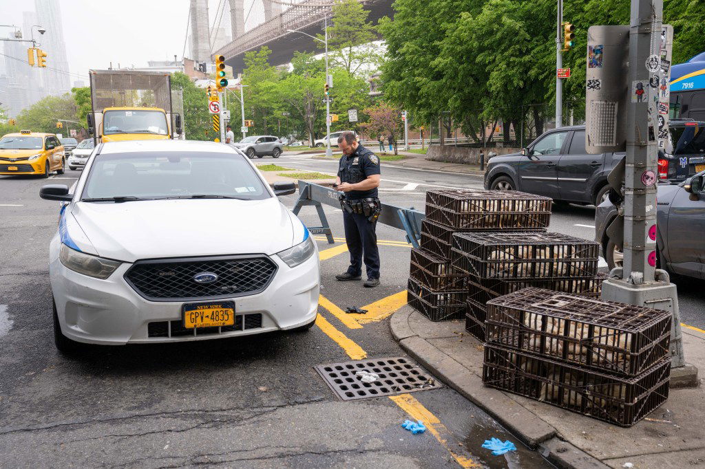 Dozens of chickens escape cargo truck on Brooklyn street - New York Daily News