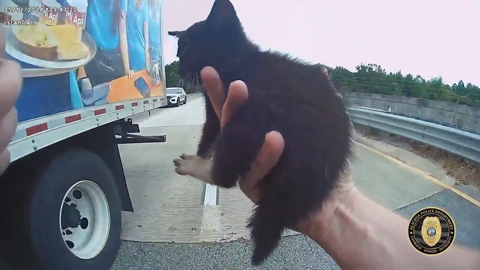 Officer and truck driver team up to save kitten on busy Florida highway - KATU