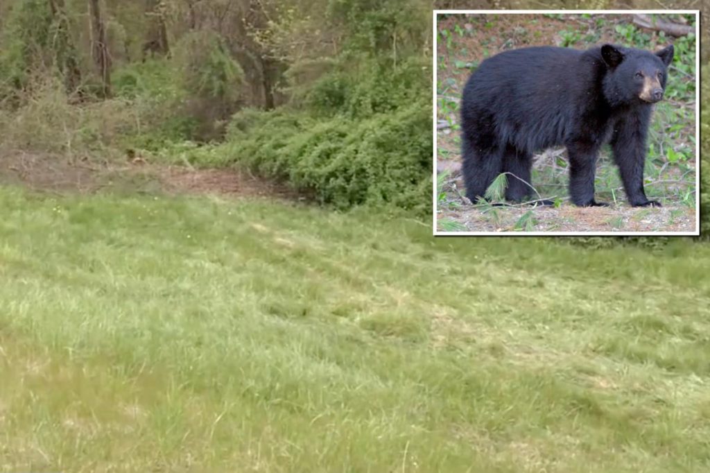 Bear dragged Massachusetts car crash victim's body from vehicle and ...