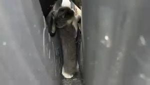 'Mission Im-paw-sible;' Troopers save kitten trapped between semi truck's tires in Ohio - Yahoo! Voices