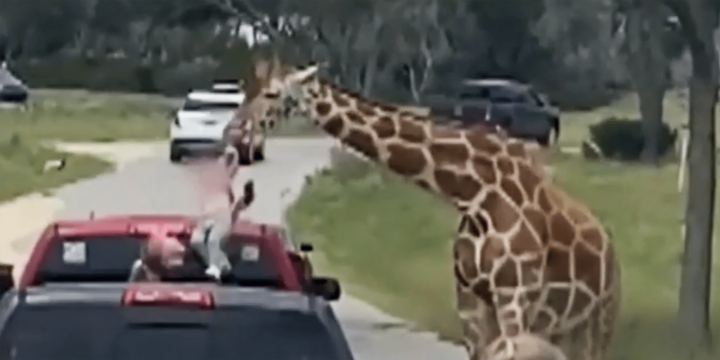 Giraffe lifts toddler out of a pickup truck at Texas wildlife center - NBC News