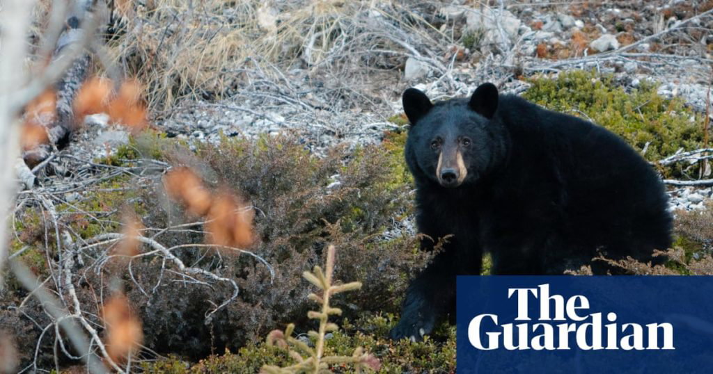 Bear shreds seats then dozes off after breaking into Canadian woman’s car - The Guardian