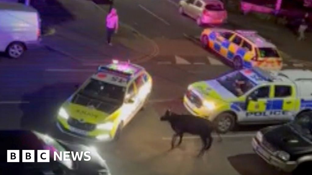Watch: Cow hit by police car gets to its feet - BBC.com