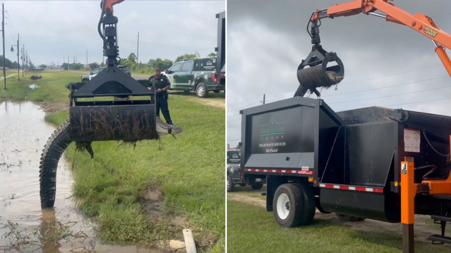 Texas public works department removes 12-foot alligator with grapple truck: 'Great grab' - Fox News