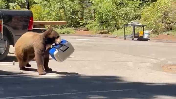 Watch: Bear snatches workers' cooler from truck near Tahoe City - KCRA Sacramento