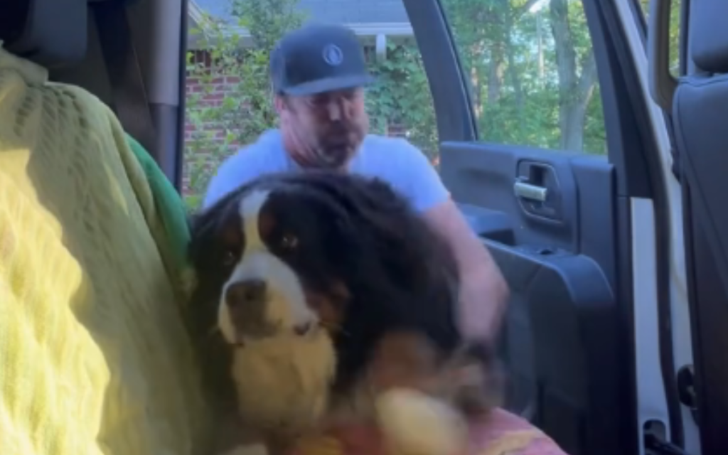 Bernese Mountain Dog's Backbreaking Method for Getting Into Car: 'Spoiled' - Newsweek