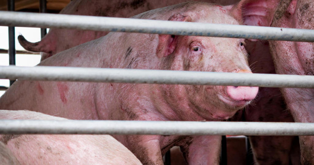 Truck hauling more than 150 pigs overturns on Ohio interstate, killing dozens of the pigs - CBS Pittsburgh