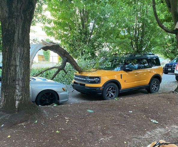 Tree limb falls on car in The Junction - West Seattle Blog