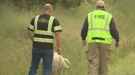 Semi truck carrying pigs overturns, closes ramp to I-70 - WHIO