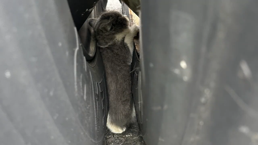 Kitten trapped between truck wheels rescued before Ohio driver hit the road - NBC4 WCMH-TV