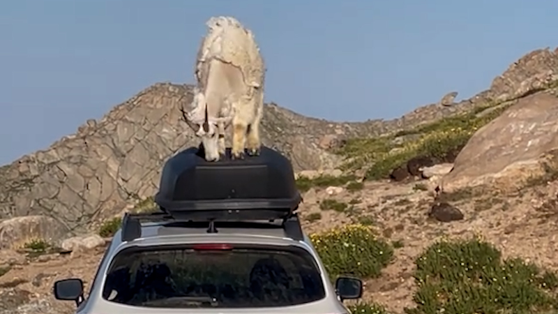 Mountain goats stomp on car in Colorado - Yahoo! Voices