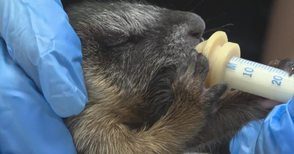 Baby marmot orphans found in car after pregnant mother finds way into Coloradoans' car - CBS News