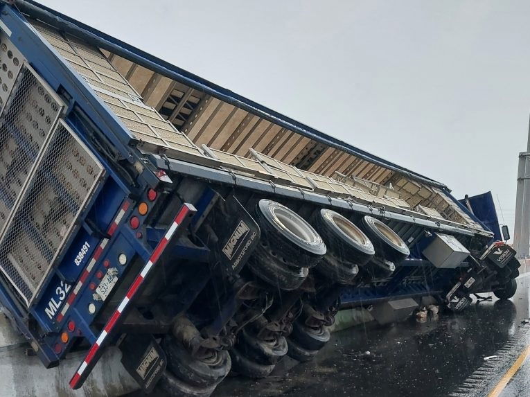 Live chickens on Highway 401 after truck crash - Toronto Sun