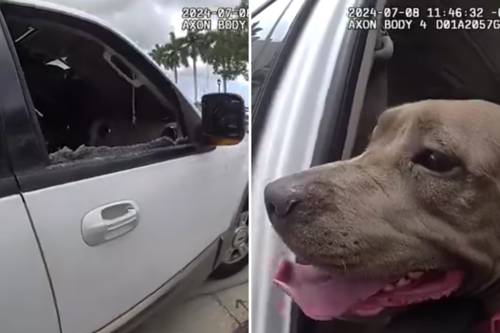 Dog Locked Inside Locked Car 'Crying' To Be Let Out Amid 90-Degree Heat - Newsweek