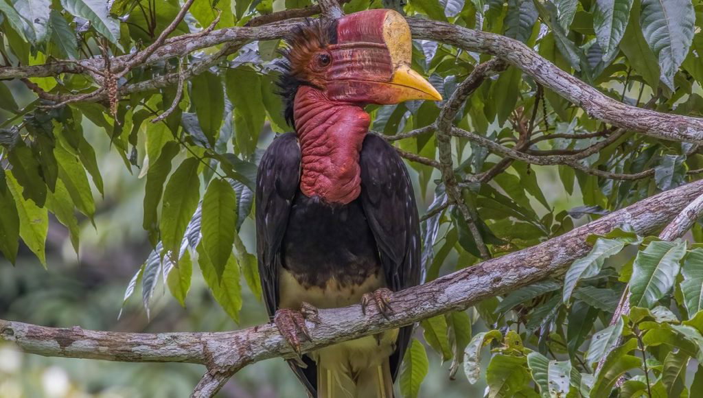 How Hornbills Joust In Midair At Car-Collision Speeds Without Getting Knocked Out - IFLScience
