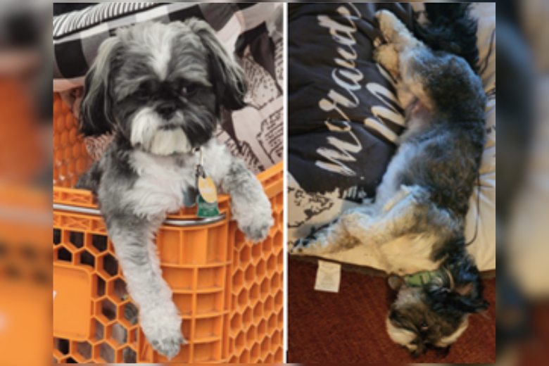 Where’s Theo the Shih Tzu? Dog stolen from car in Southeast DC - WTOP